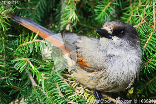 Image of Siberian jay