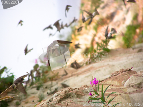 Image of rushing swallows