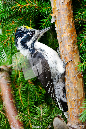 Image of Woodpecker