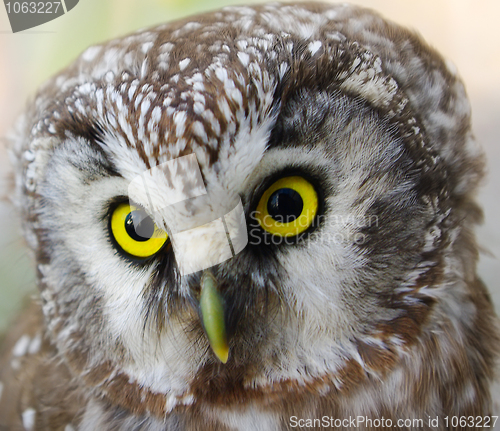 Image of Owl ( Aegolius funereus )