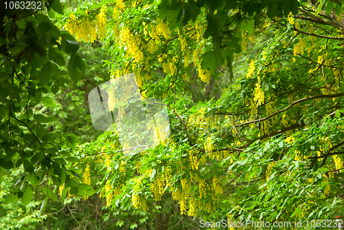 Image of Blossoming Acacia