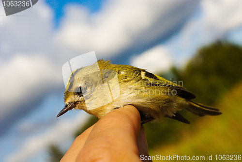 Image of Regulus ( Goldcrest)