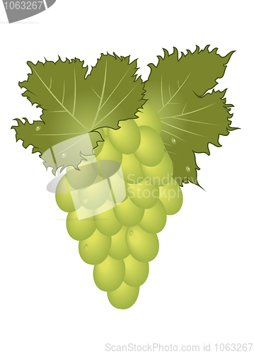 Image of clous-up green grape isolated