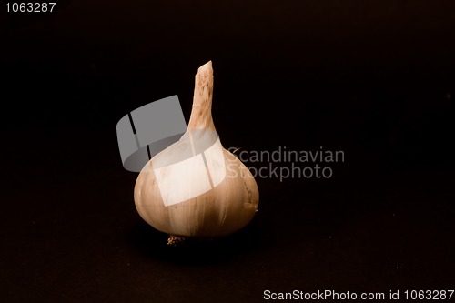 Image of garlic