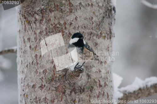 Image of Coal tit