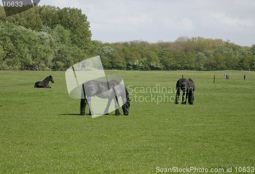 Image of Black horses