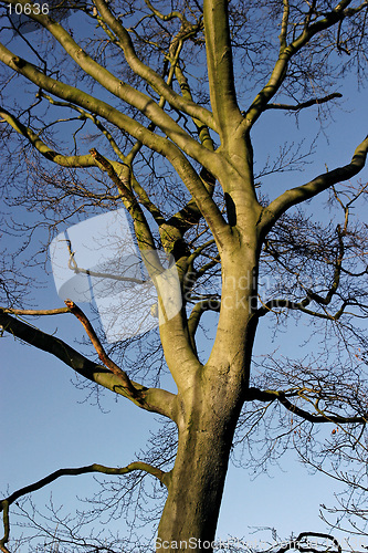 Image of Tree