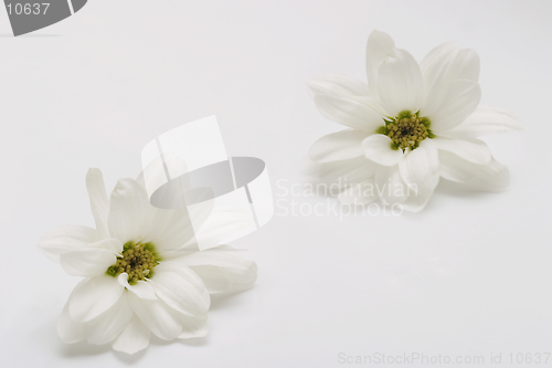 Image of Two White Flowers