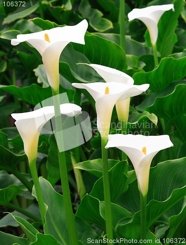 Image of Arum Lilies