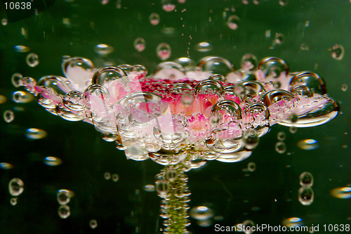 Image of Bubble Flower