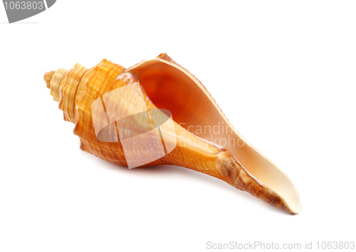 Image of Sea Shell