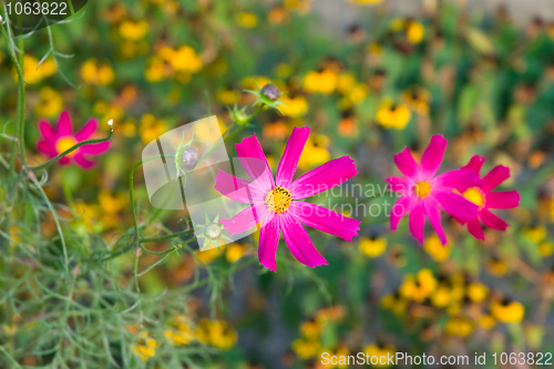 Image of Red flowers