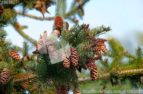 Image of Fir cones