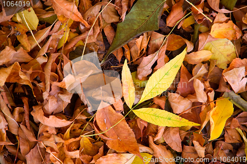Image of The fallen foliage