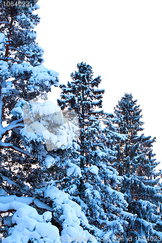 Image of Winter snow covered fir trees