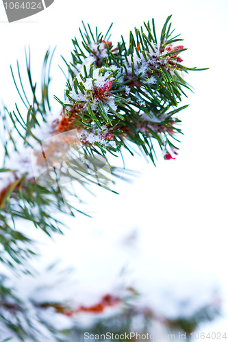 Image of Winter snow covered pine tree branch