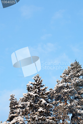 Image of Winter snow covered fir trees
