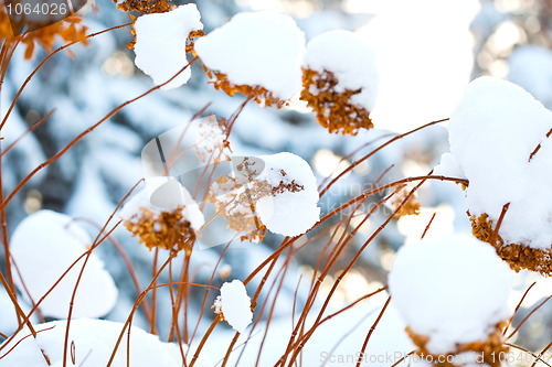 Image of Winter snow covered flowers