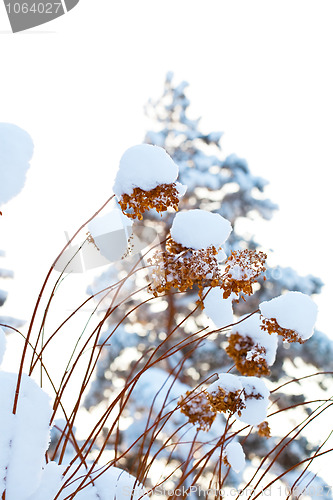 Image of Winter snow covered flowers