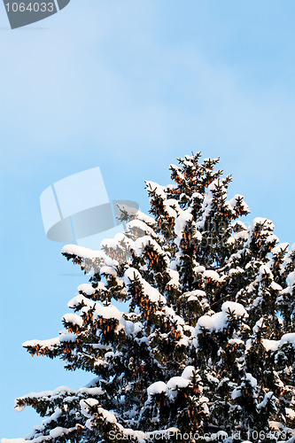 Image of Winter snow covered fir trees