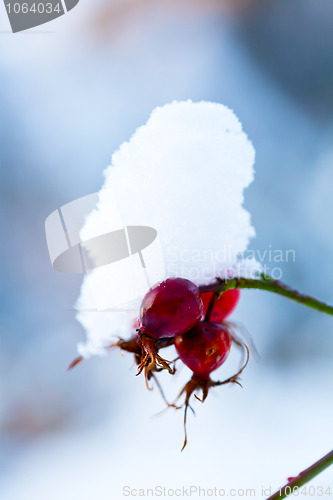 Image of Winter snow covered rose bush