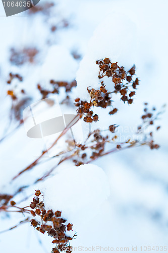 Image of Winter snow covered flowers