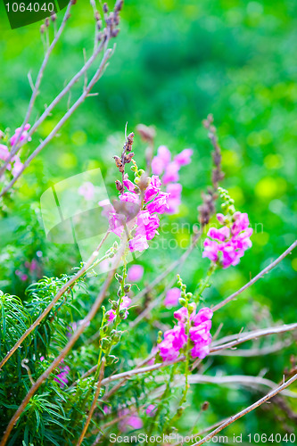 Image of Flowering bougainvilleas