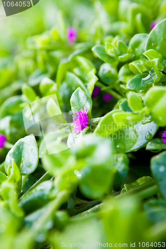 Image of Spring flowers in Gozo Island