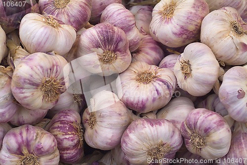 Image of Fresh garlic