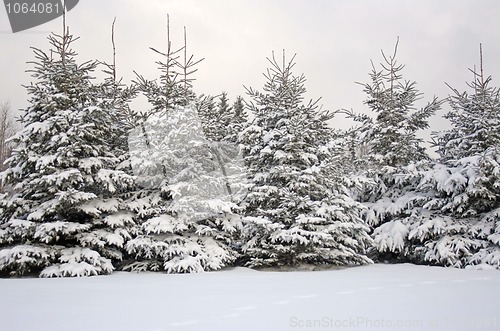 Image of Fresh Snow