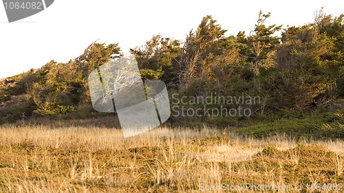 Image of Trees and Grass