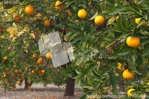 Image of Orange tree