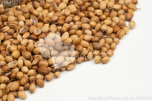 Image of Coriander seeds