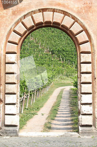 Image of Vineyard view