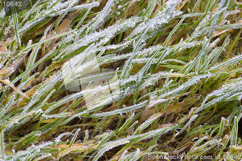 Image of Frosted Glass