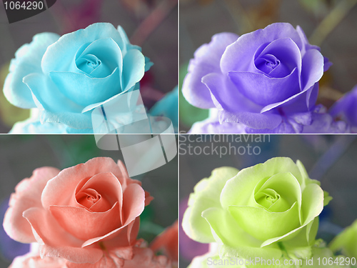 Image of Popart roses