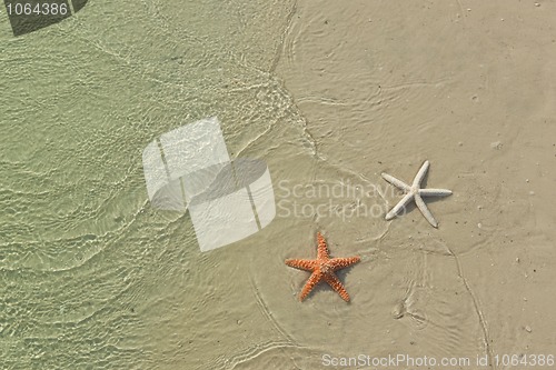 Image of Couple of starfish on a tropical beach, tide coming in