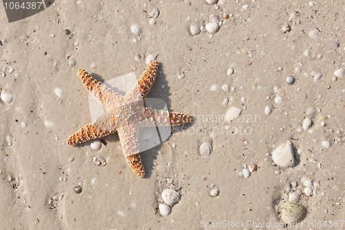 Image of Starfish on a tropical beach