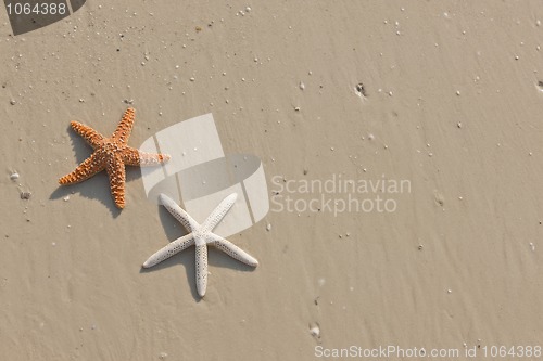 Image of Couple of starfish on a tropical beach