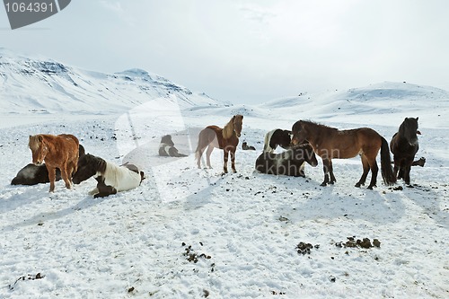 Image of Icelandic Horses in their winter coat