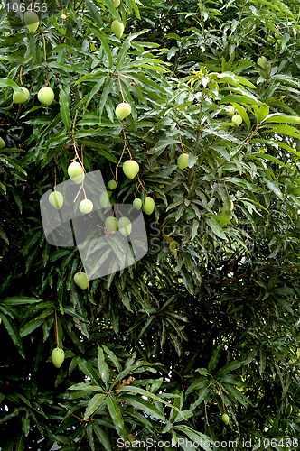 Image of mango tree