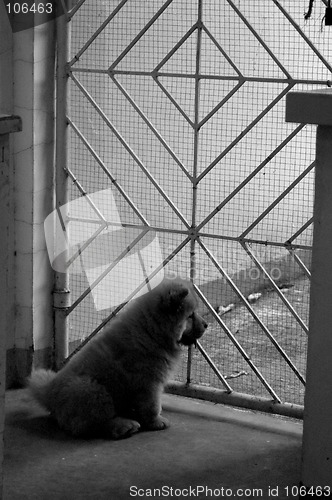 Image of dog looking outside