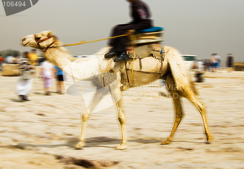 Image of Camel