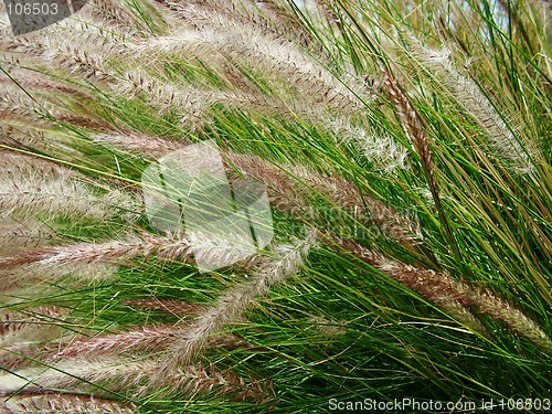 Image of native-grasses