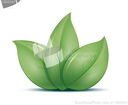 Image of three leafs