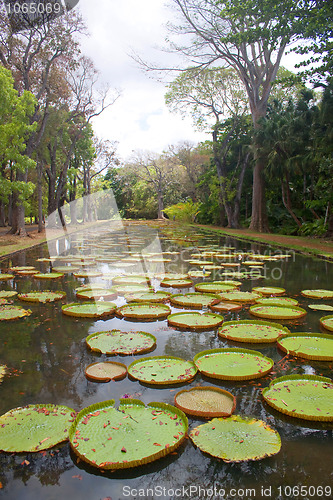 Image of Lily Pond