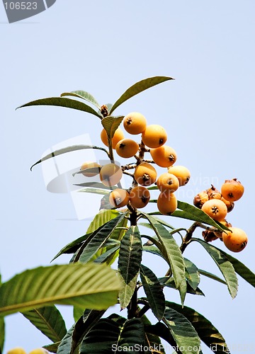 Image of Medlars  tree