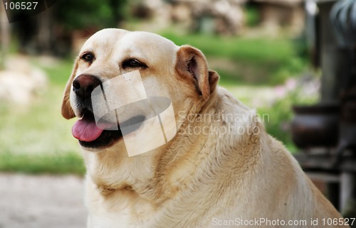 Image of dog