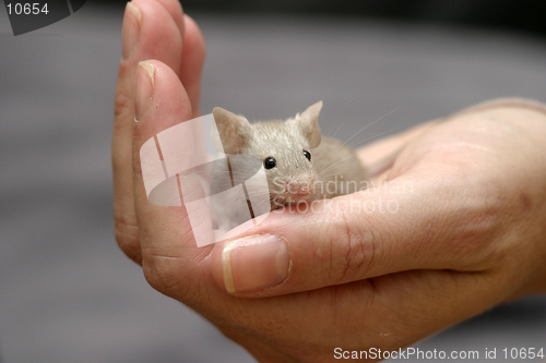 Image of Mouse in Hand