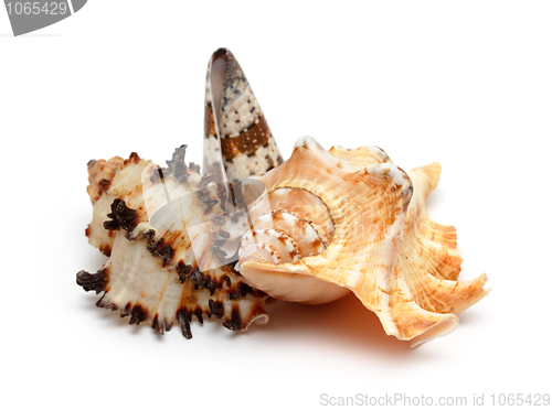 Image of group of seashells